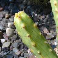 Image of Lady-finger Cactus