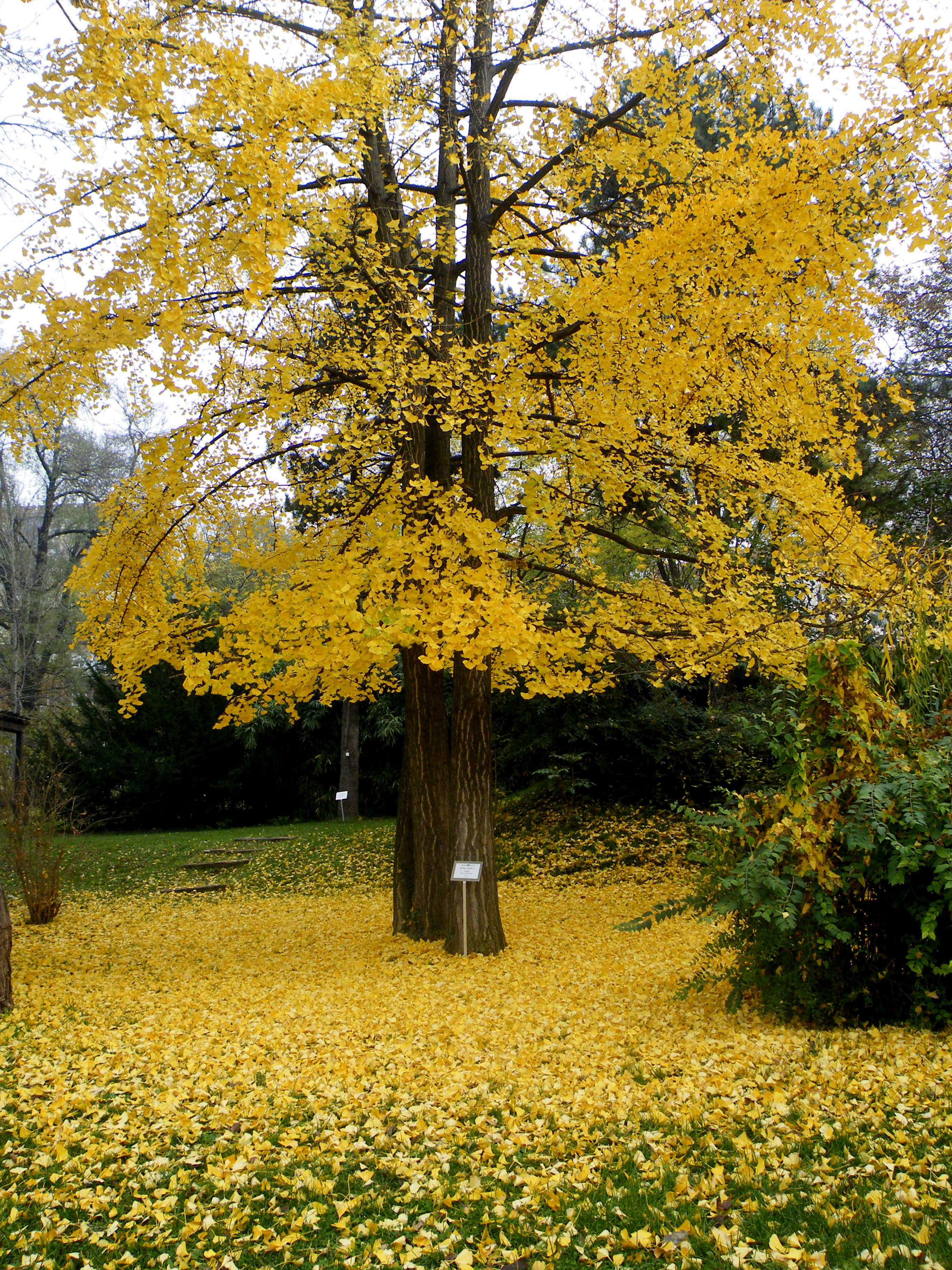 Image of Ginkgoopsida