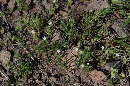 Image of sagebrush combseed