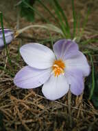 Image of smooth crocus