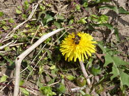 Imagem de Andrena carlini Cockerell 1901