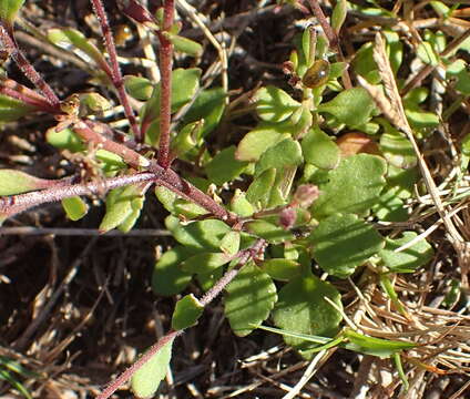 Sivun Sutera polyantha (Benth.) Kuntze kuva