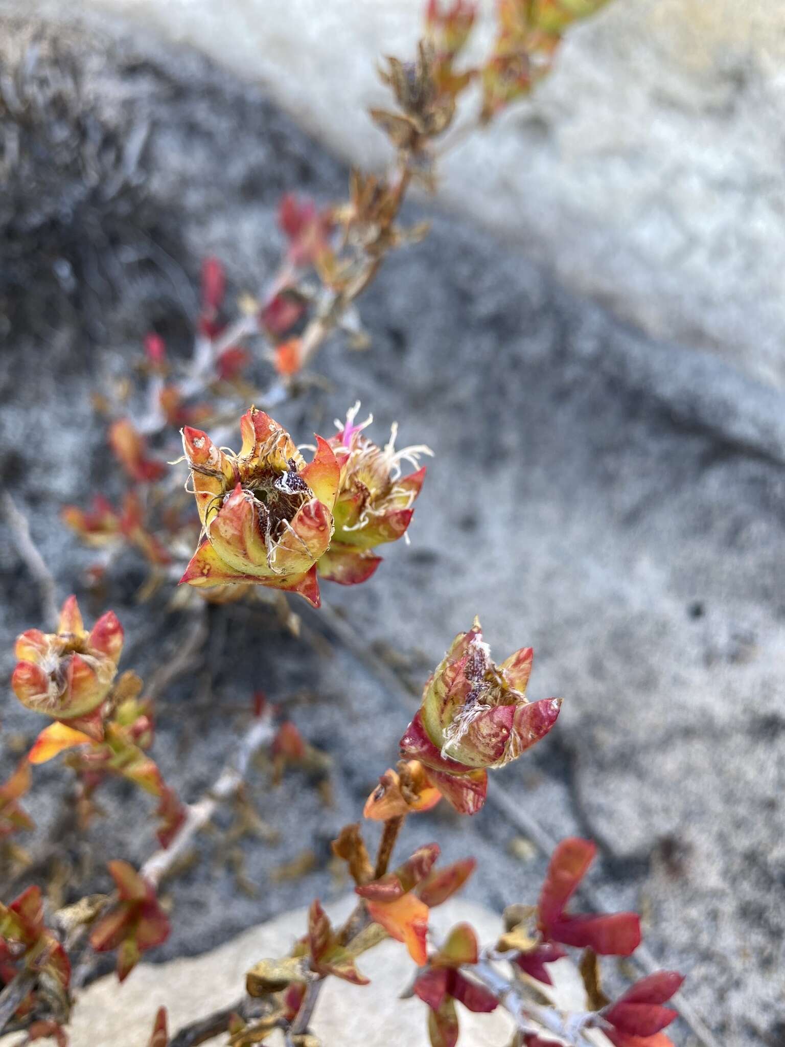 Image of Erepsia steytlerae L. Bol.