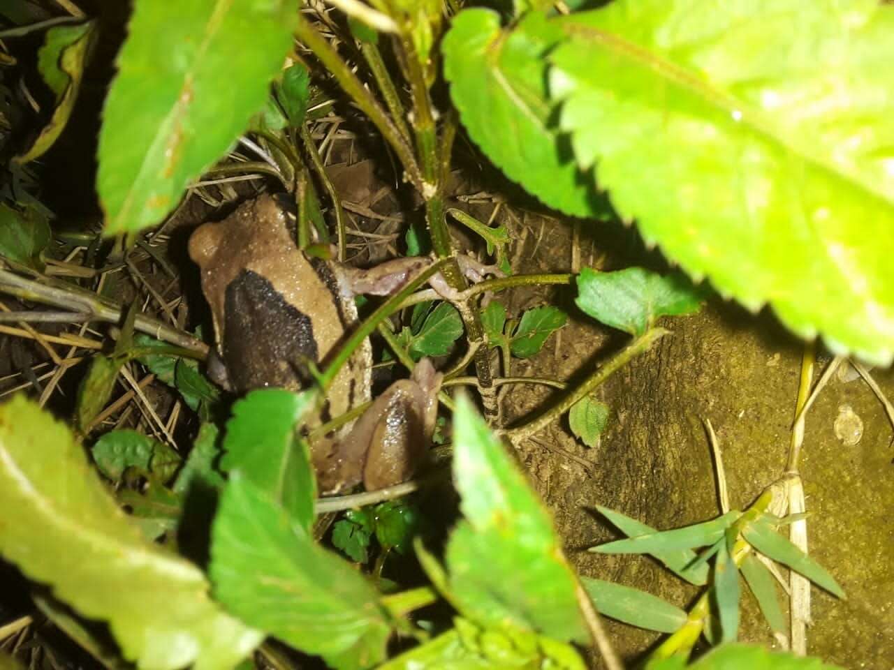 Image of Mozambique tree frog