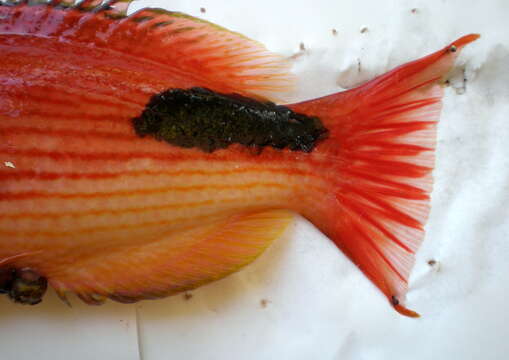 Image of Bodianus busellatus Gomon 2006