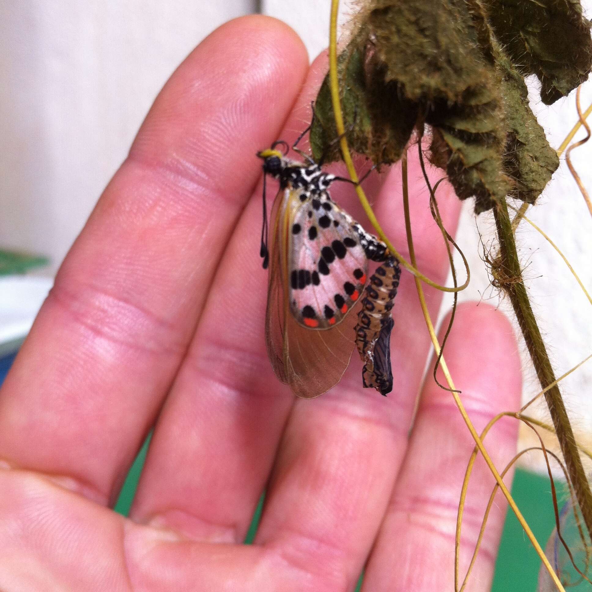 Acraea ranavalona Boisduval 1833的圖片