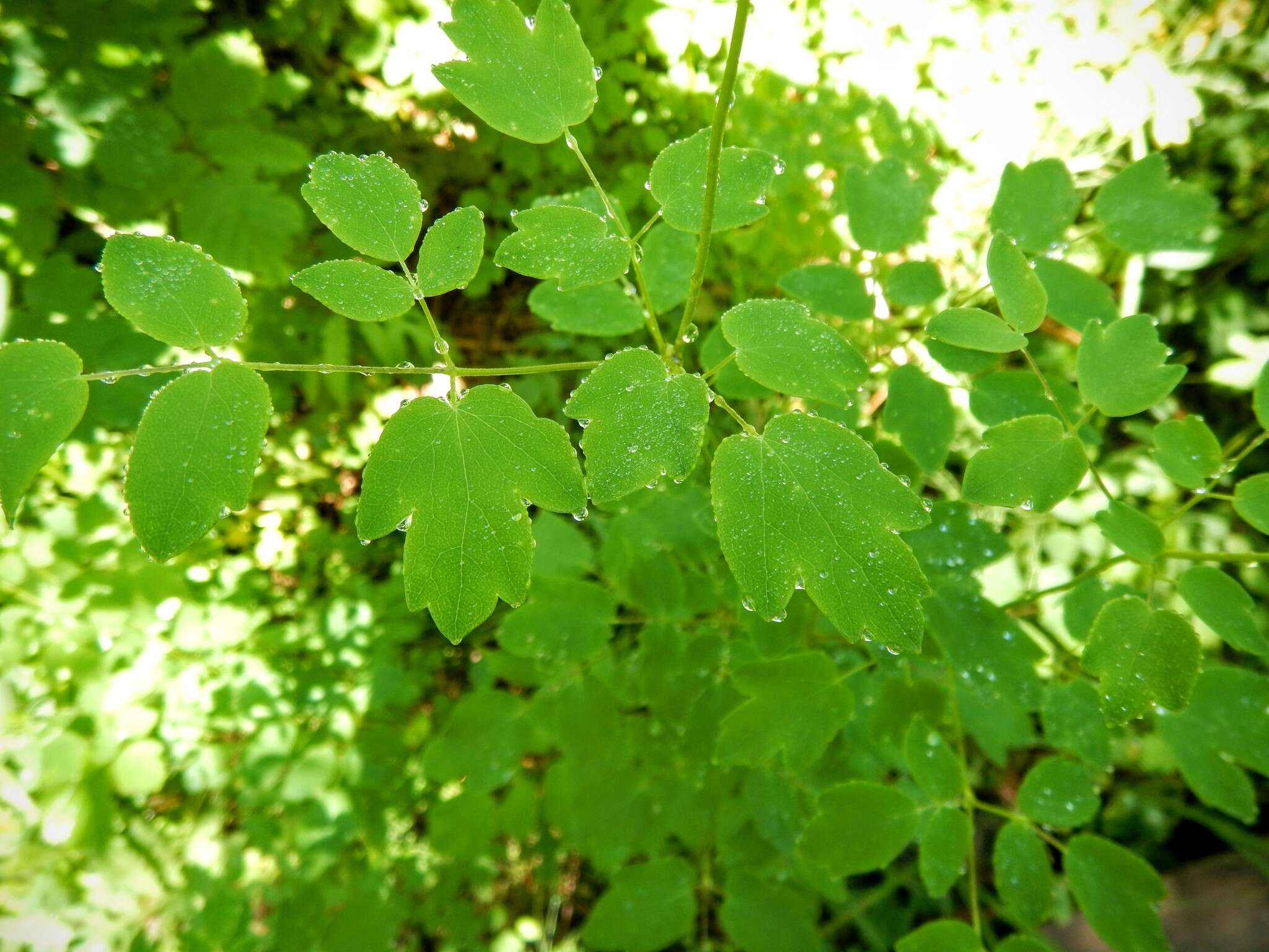 Imagem de Thalictrum dasycarpum Fisch. Mey. & Ave-Lall.