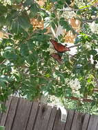 صورة Danaus (Anosia) gilippus Cramer 1775