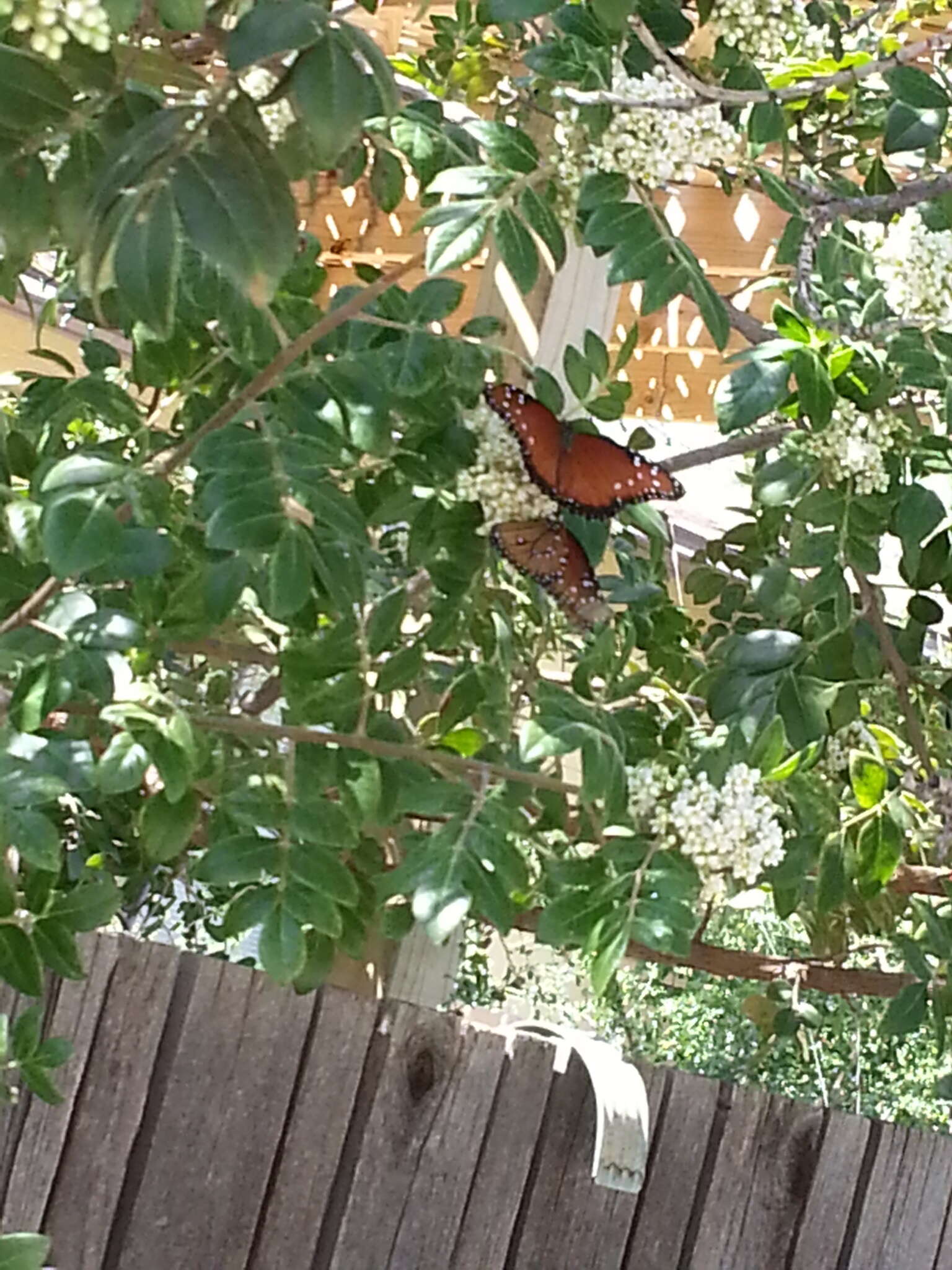 صورة Danaus (Anosia) gilippus Cramer 1775