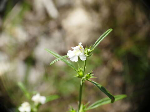 Image of Galeopsis reuteri Rchb. fil.