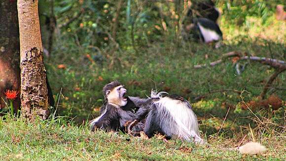 Image of Colobus guereza guereza Rüppell 1835