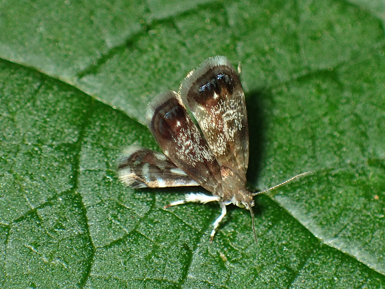 Image of Peacock Brenthia