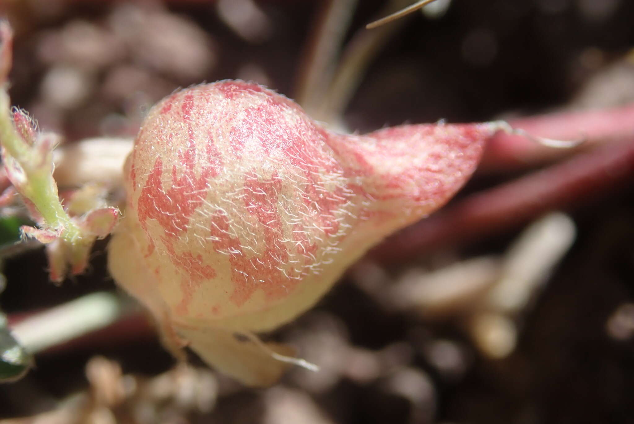 Astragalus lentiginosus var. ineptus (A. Gray) M. E. Jones的圖片