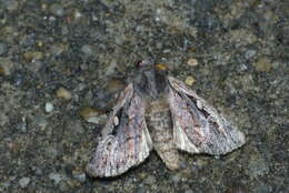 Image of heath rustic