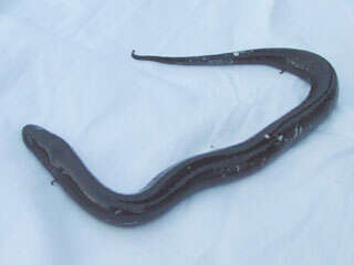 Image of Two-toed Amphiuma