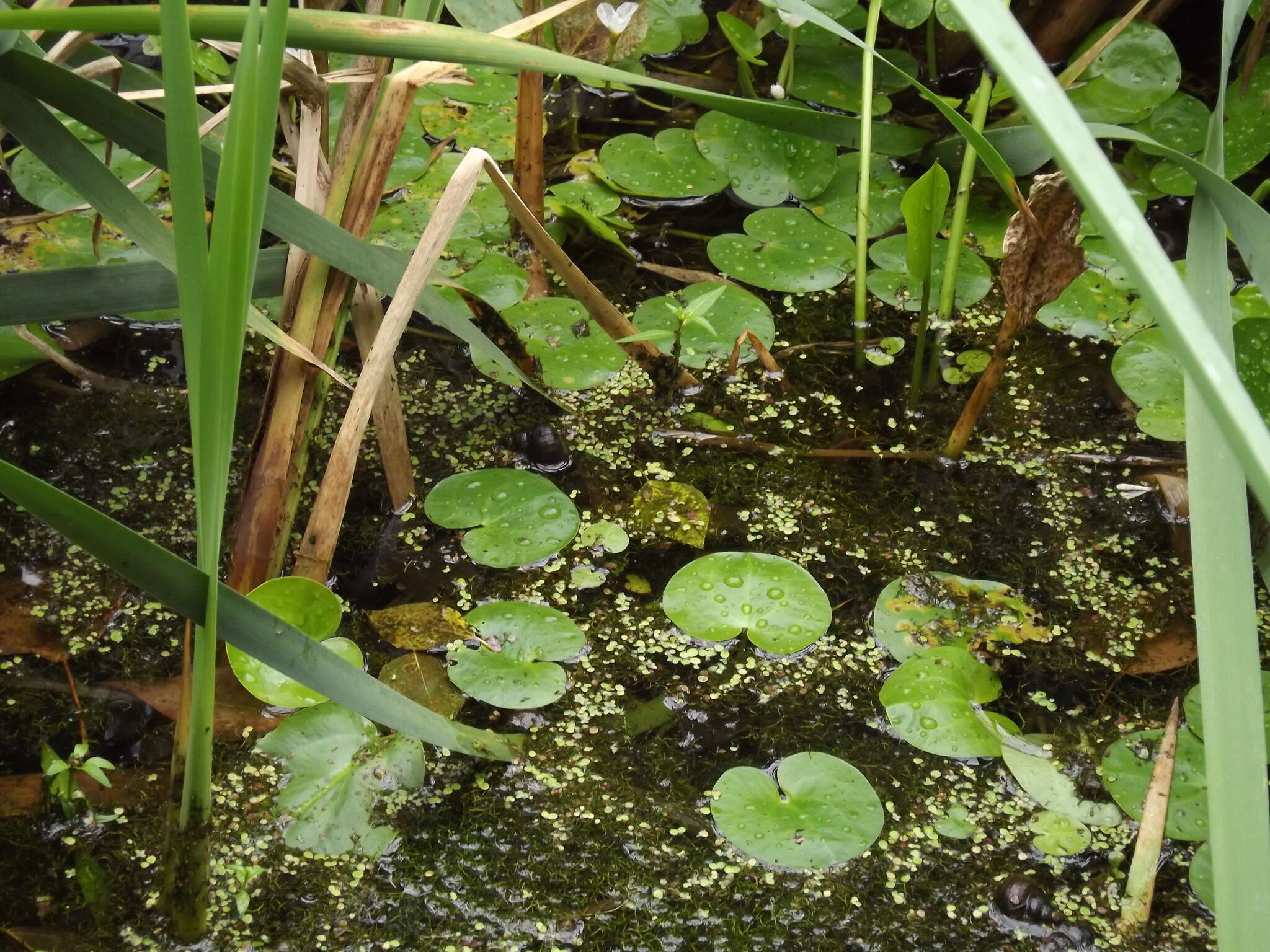 Image of Hydrocharis dubia (Blume) Backer