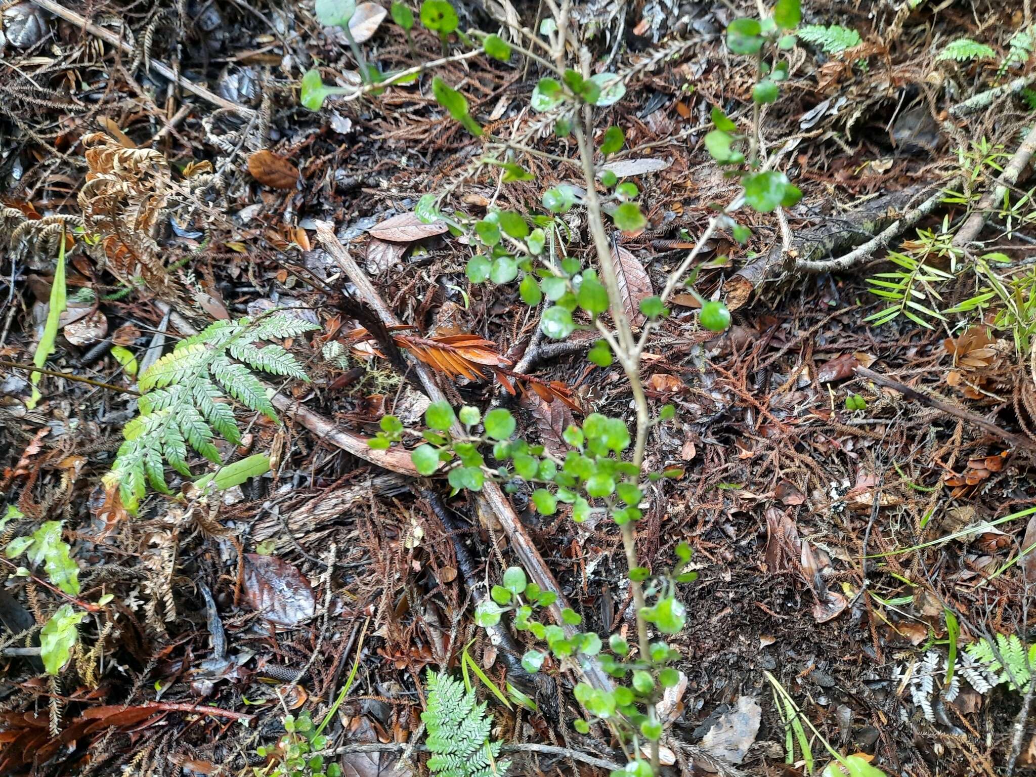 Image of Coprosma spathulata A. Cunn.