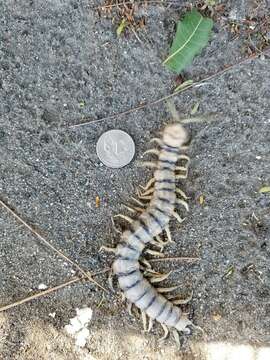 Image of Florida Keys Centipede