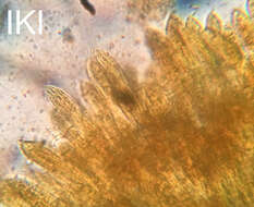 Image of Coccomyces strobi J. Reid & Cain 1961