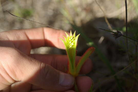 Image of Anigozanthos humilis Lindl.