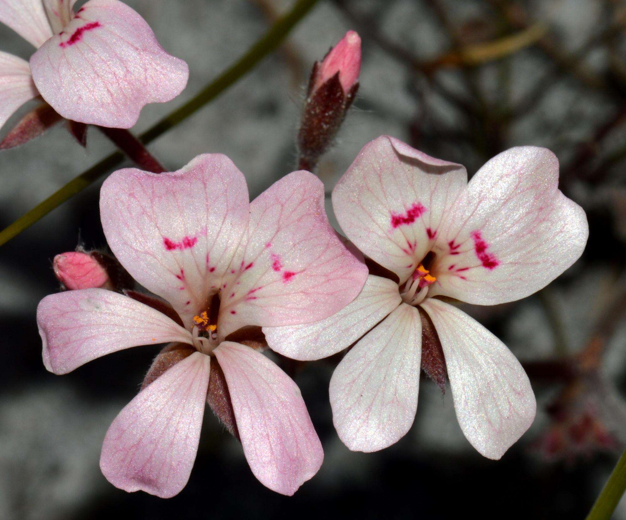 Image of Pelargonium pinnatum (L.) L'Her.