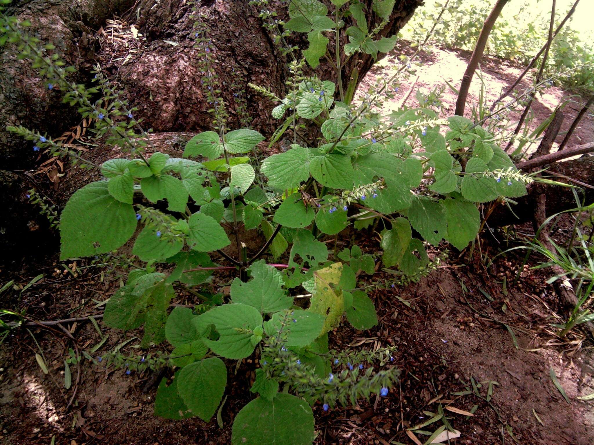 Imagem de Salvia tiliifolia Vahl