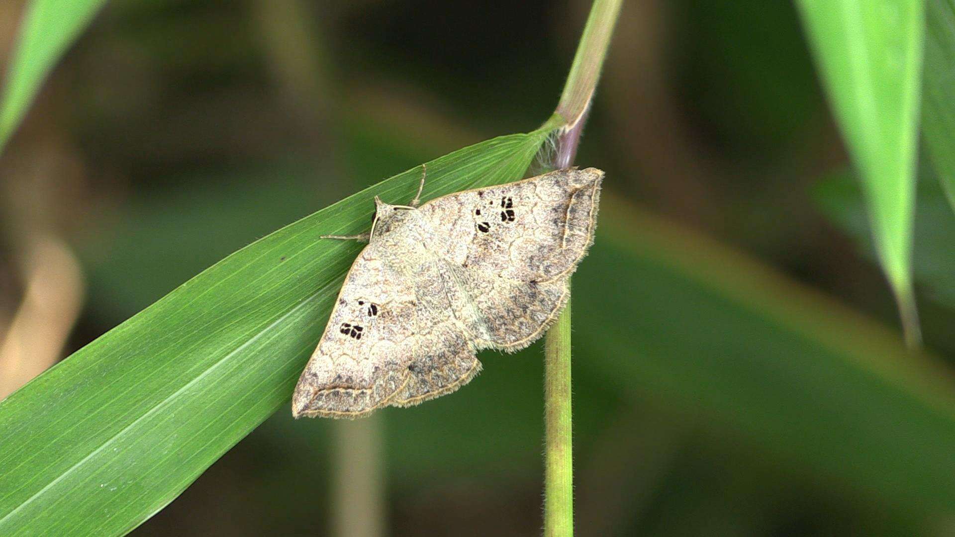 Sivun Blasticorhinus rivulosa Walker 1865 kuva