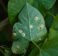 Image de Puccinia convolvuli (Pers.) Castagne 1842