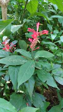 Image of Cardinal's guard flower