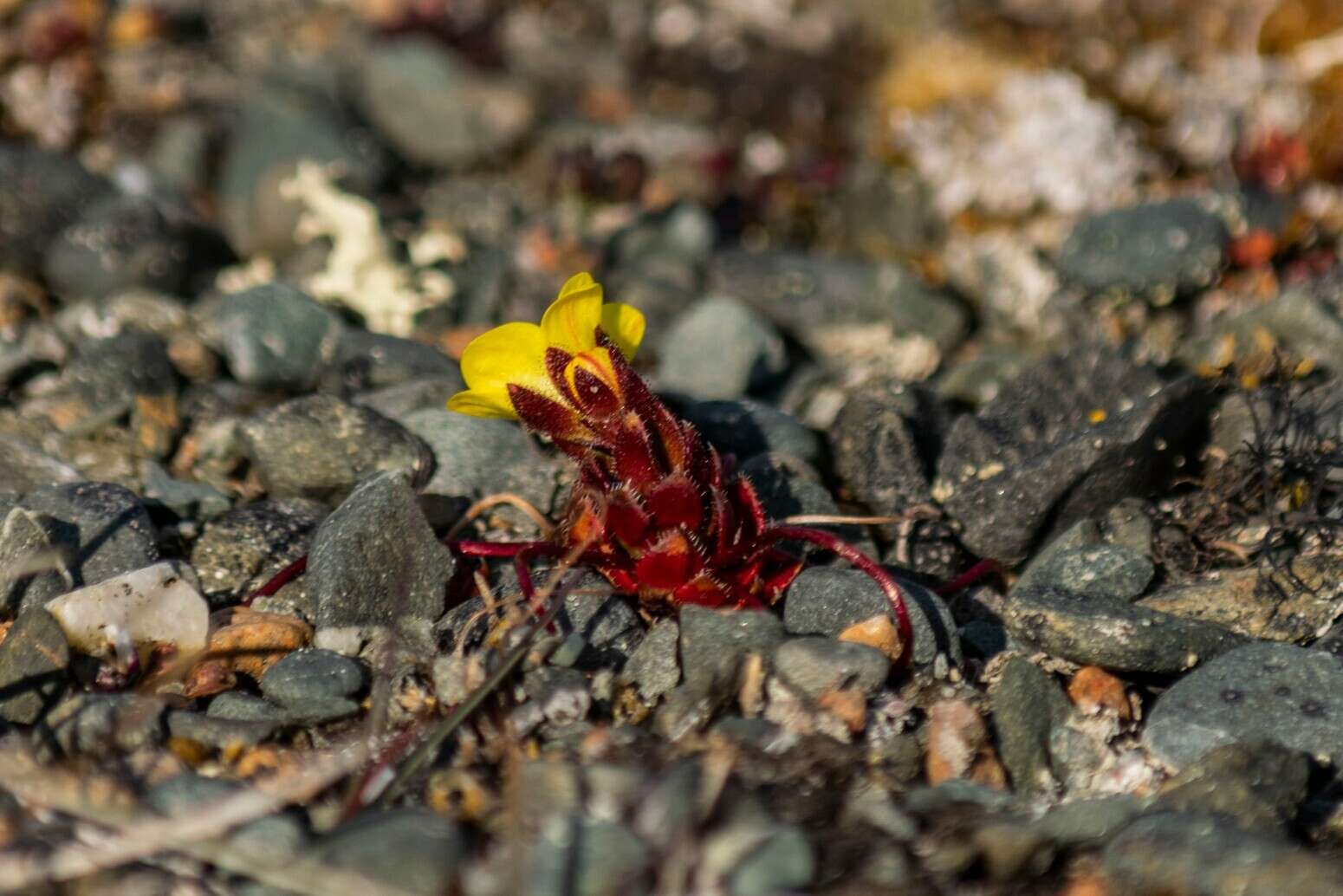 Image of broadsepal saxifrage