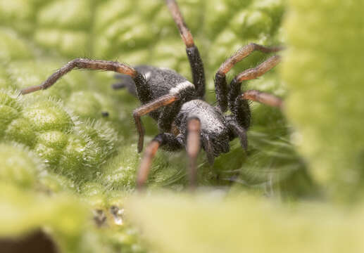 Image of Sergiolus columbianus (Emerton 1917)