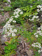 Achillea ptarmica subsp. macrocephala (Rupr.) Heimerl resmi