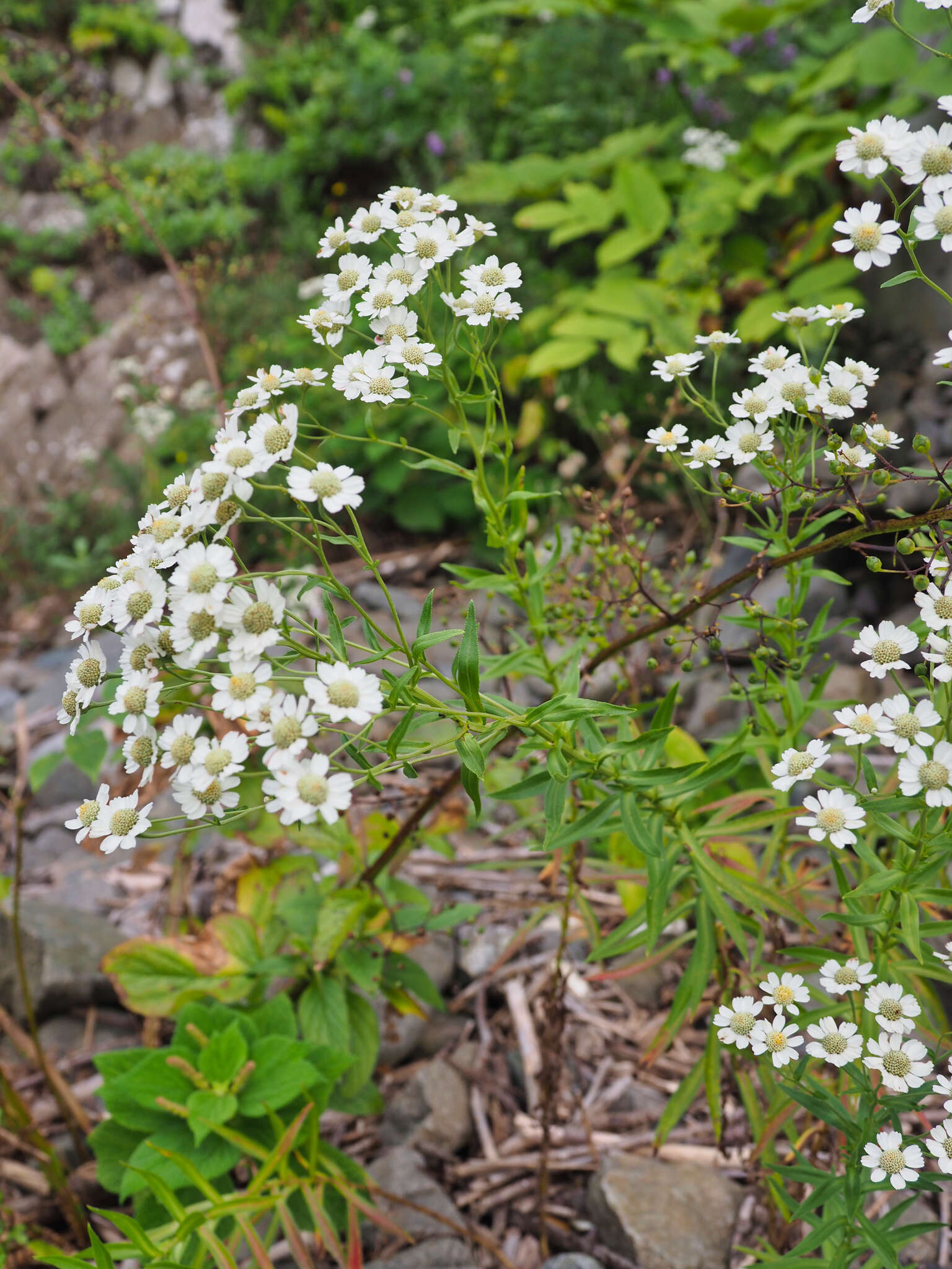 Слика од Achillea ptarmica subsp. macrocephala (Rupr.) Heimerl