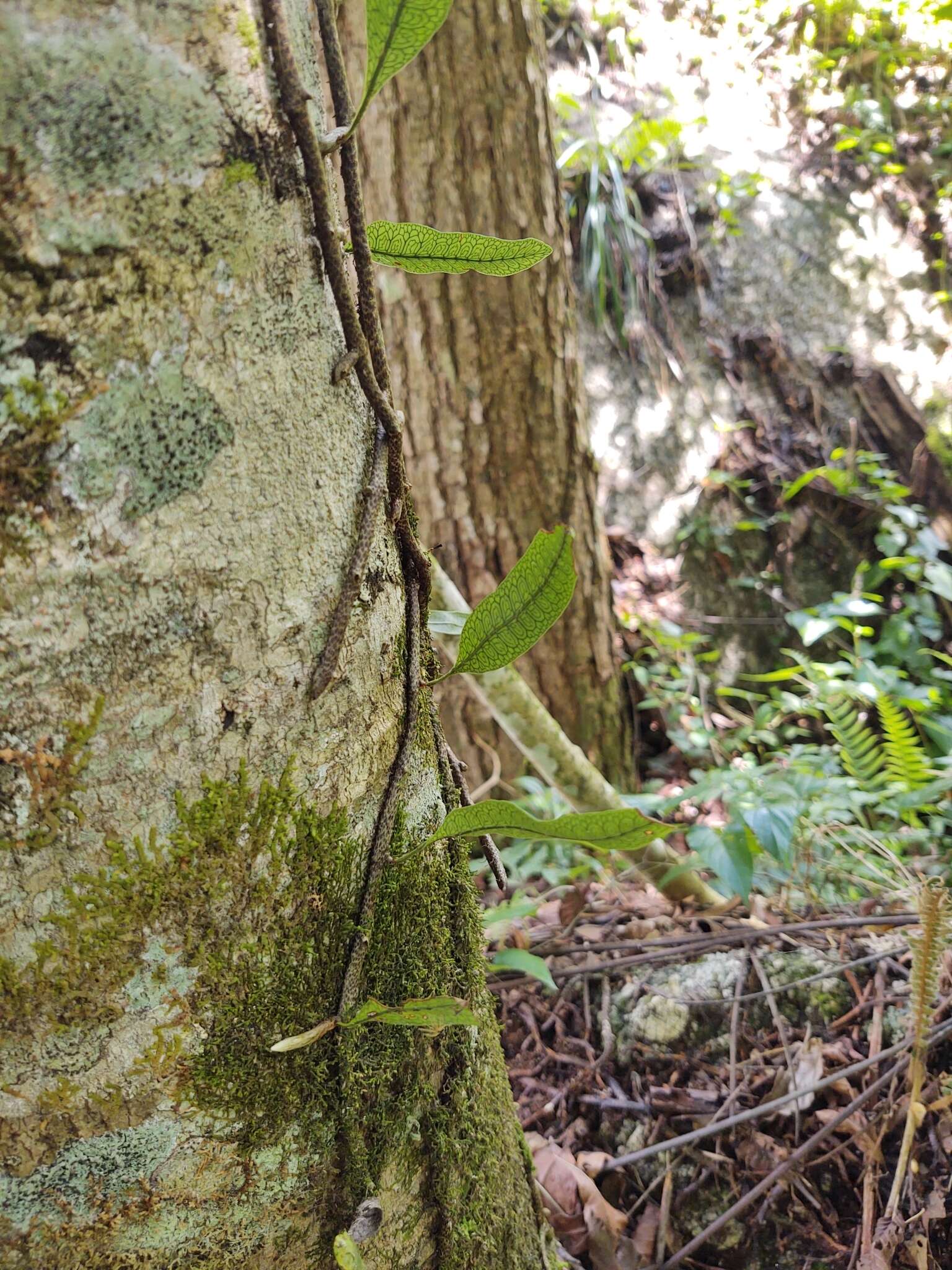 Microgramma lycopodioides (L.) Copel. resmi