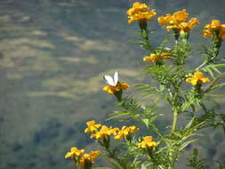 Image of Pieris canidia (Sparrman 1768)