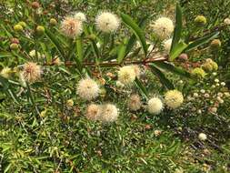 Image de Cephalanthus salicifolius Humb. & Bonpl.