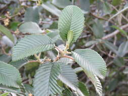 Image of Cercocarpus macrophyllus C. Schneid.