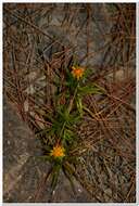 Imagem de Pentanema ensifolium (L.) D. Gut. Larr., Santos-Vicente, Anderb., E. Rico & M. M. Mart. Ort.