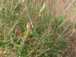 Image of Agathosma orbicularis (Thunb.) Bartl. & Wendl. fil.