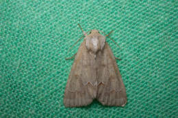 Image of Birch Dagger Moth