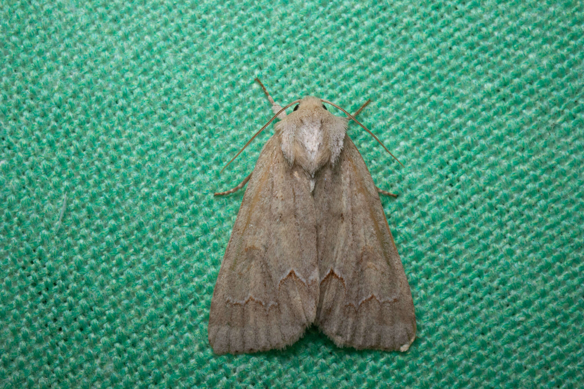 Image of Birch Dagger Moth