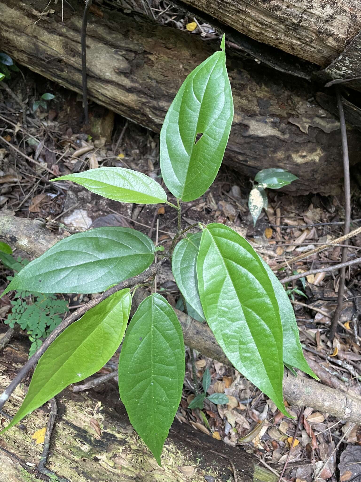 Image of Caracas pepper