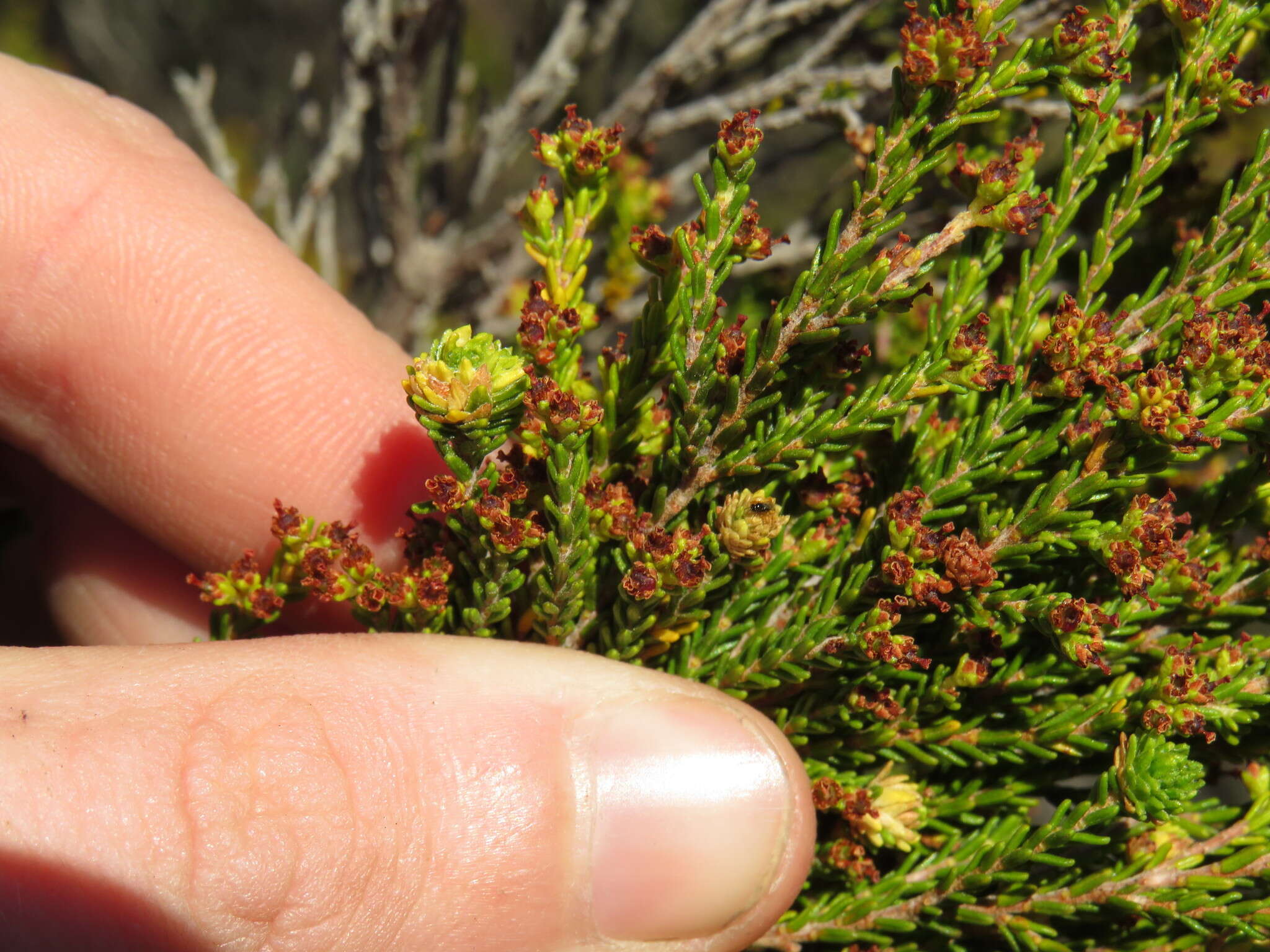 Image of Erica tristis Bartl.