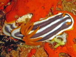 Image of Chromodoris africana Eliot 1904