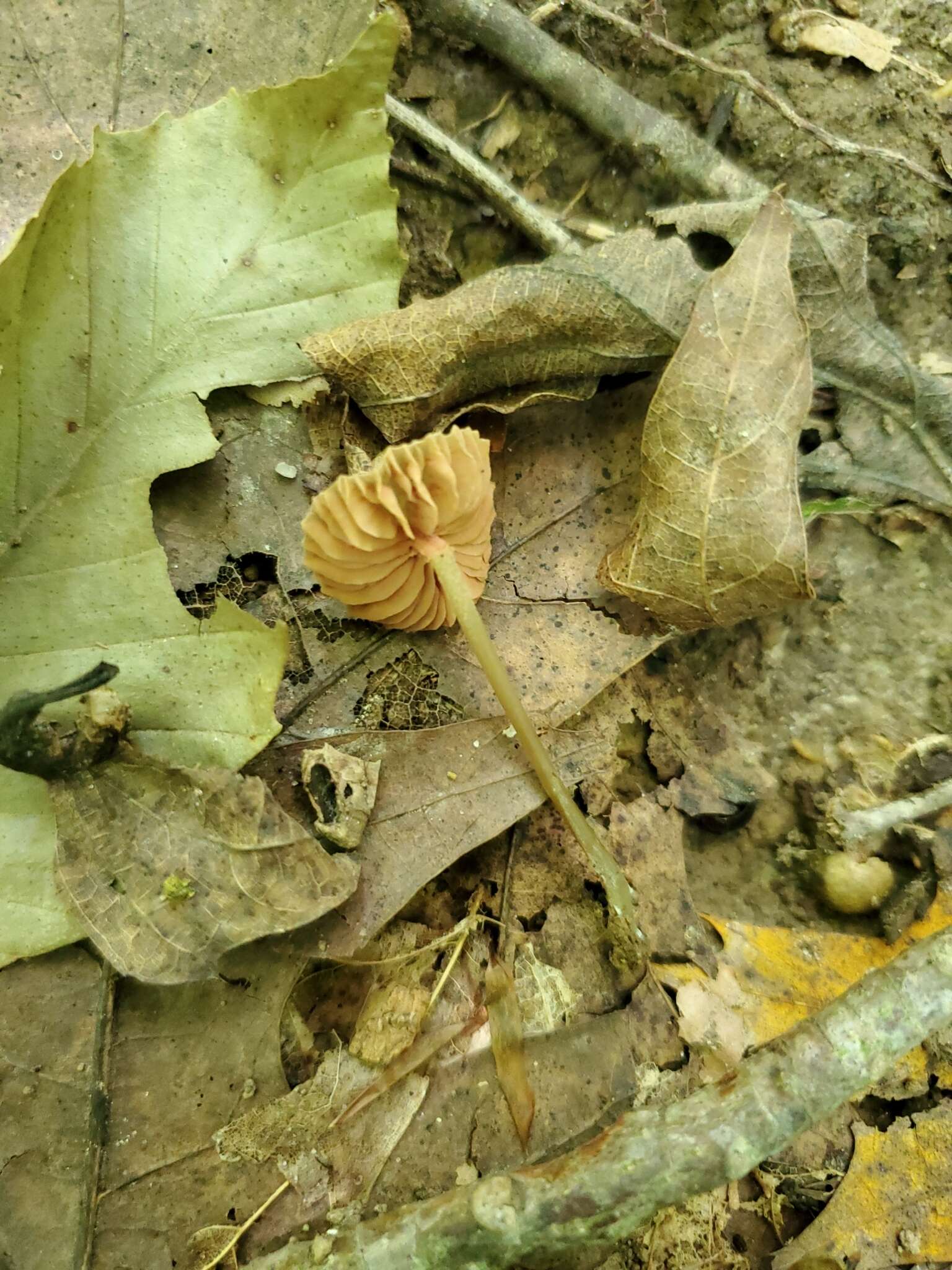 Image of Entoloma setastipes Hesler 1967