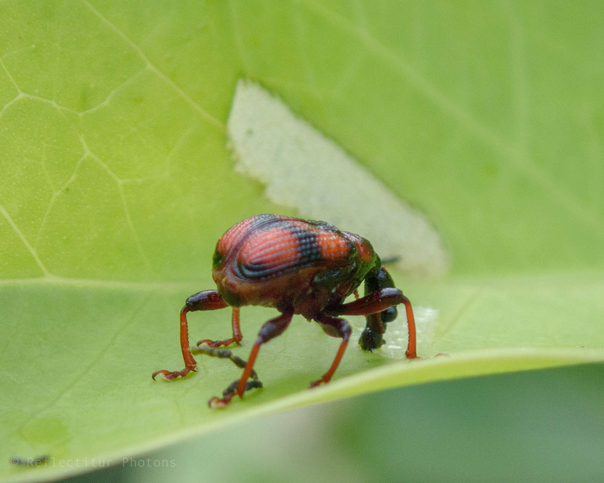 Image of Strigapoderus javanicus Legalov 2003