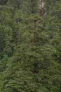 Image of Himalayan Hemlock