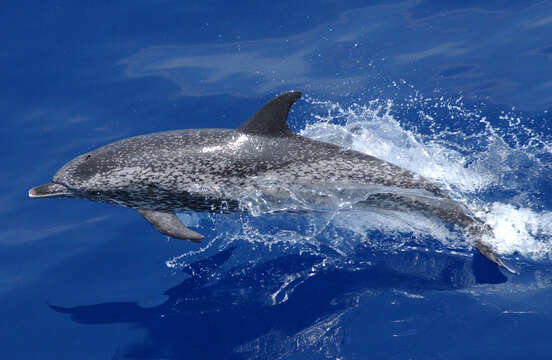 Image of Atlantic Spotted Dolphin