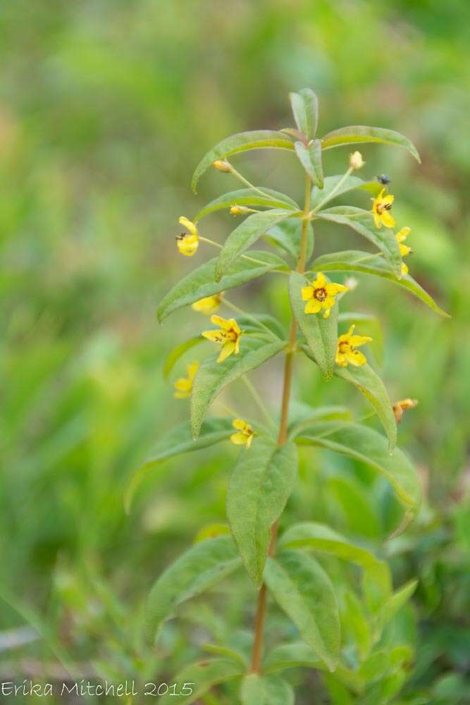 Image of whorled yellow loosestrife