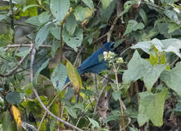 Image of White-collared Jay